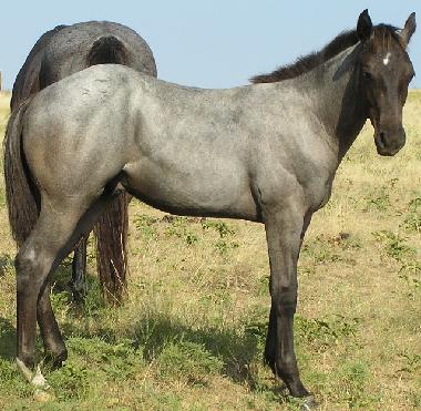 Blue Roan Filly