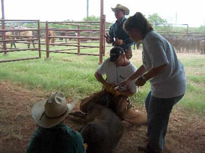 Foundation Quarter Horses